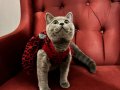British Shorthair Kızımız Yeni Yuvasını Arıyor