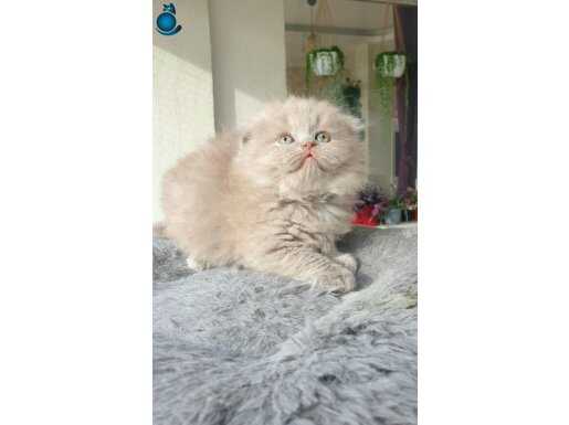 EN ÜST KALİTE BİCOLOR LONGHAİR 