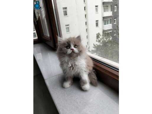 ÖZEL SERİ BİCOLOR LONGHAİR YAVRULAR