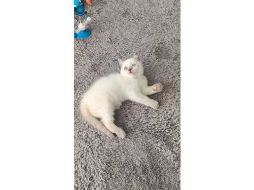 Son kalan shorthair dişi 