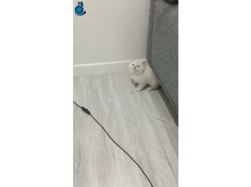 EFSANE POİNT 