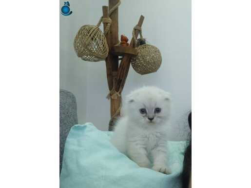 ÇOK İNSANCIL VE OYUNCU SON YAVRU