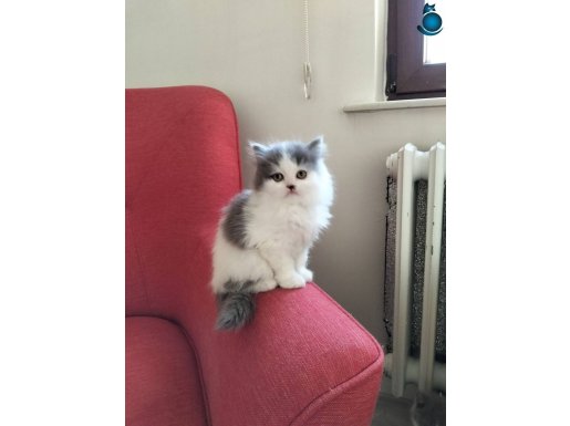 14 ŞUBAT'A ÖZEL SERİ BİCOLOR LONGHAİR