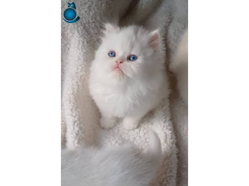 SHOW KALİTE LONGHAİR 