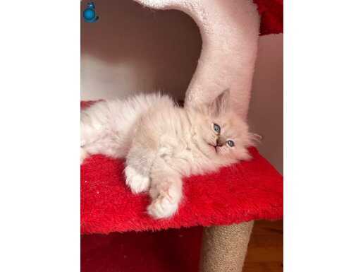 ÜST KALİTE ERKEK RAGDOLL YAVRULAR
