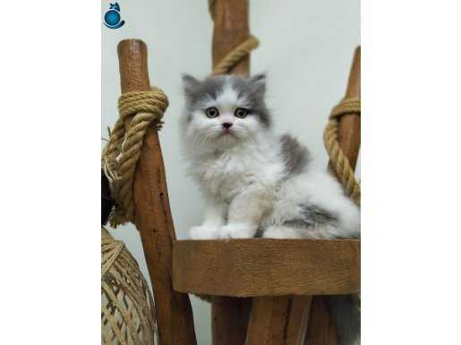 SHOW KALİTE BİCOLOR ALTINDAN DEĞERLİ 