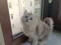 A KALİTE SCOTTİSH FOLD VE BRİTİSH 