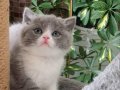 A KALİTE BİCOLOR YAVRULAR