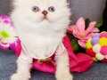 SHOW KALİTE LONGHAİR 