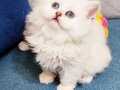 SHOW KALİTE BRİTİSH BİCOLOR LONGHAİR