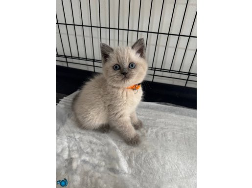 Safkan Blue Point yavrularımız