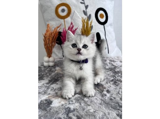 Orjinal slver Ns1133 şhort yavrularımız yeni yuvasına hazır