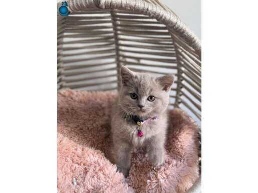 Irk ve saglık garantili yavrularımız 