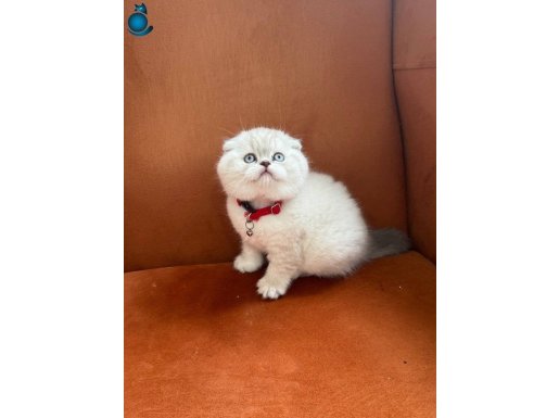 Orijinal Ayı Kafa Blue Point Scottish Fold Yavruları