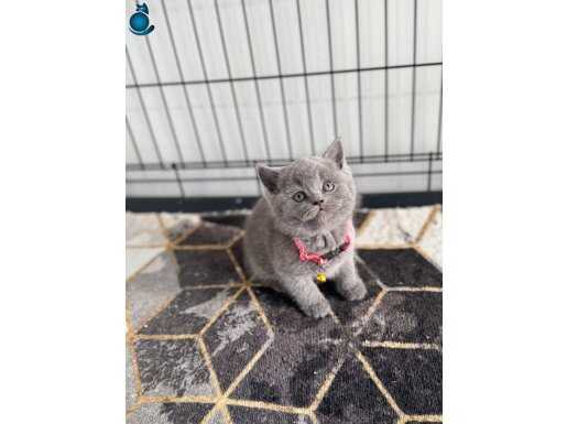 Irk garantili saf kan yavrularımız yeni yuvasını arıyor