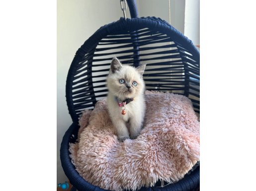 Safkan yavrularımız yeni yuvasını arıyor