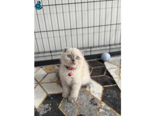 A kalitede scottish yavrular