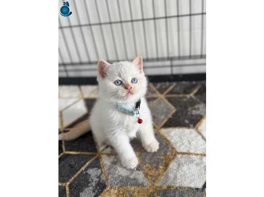 Mükemmel kalitede british ve scottish yavrular