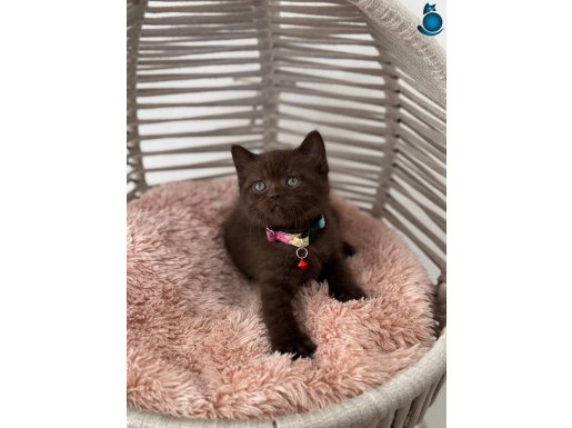 60 gününü tamamlamış ırk ve sağlık garantili yavrularımız