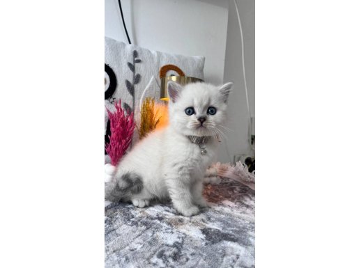 Orijinal British Ve Yavrularımız Hazır