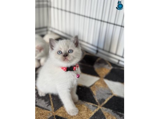 Oyuncu ve sevecen british yavrularımız