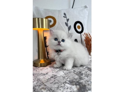 Mükemmel Kalitedeki British Longhair Yavrularımız