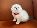 Orijinal Ayı Kafa Blue Point Scottish Fold Yavruları