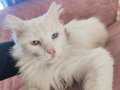  Çif renkli van kedisi sadece mama ücreti için sahiplendiriy