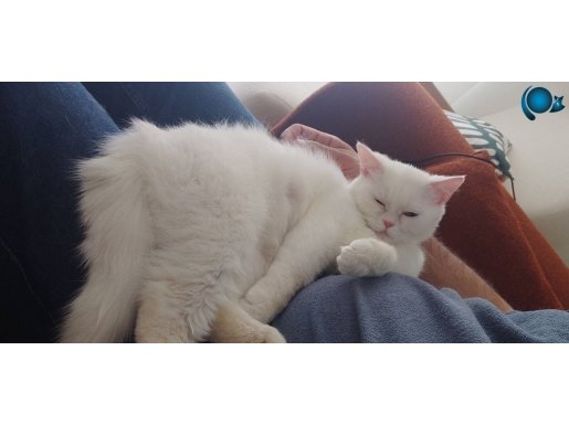 Uysal bir kedidir ücretsiz sahiplendirilecektir