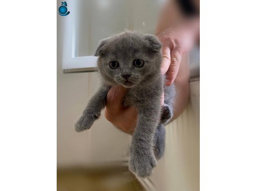 Teslime hazır güzel yavrular 