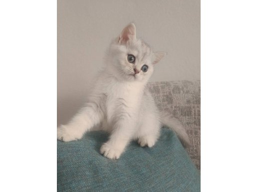 SAFKAN DİŞİ BEBEK