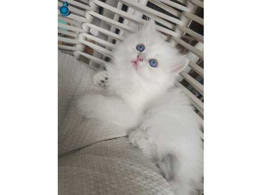 SAFKAN BRİTİSH BEBEKLER