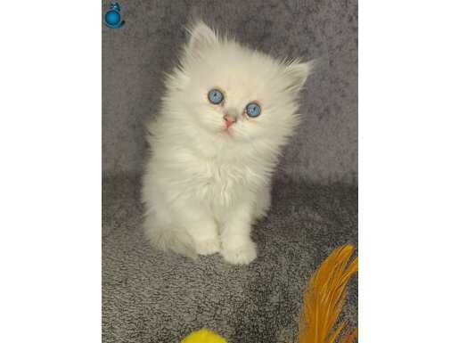 Şecereli Anne Baba'dan point bebekler