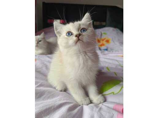 Ankara Keçiören Evden Teslim Safkan British Shorthair Yavruları