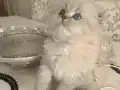 SAFKAN BRİTİSH ERKEK