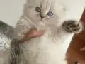 SAFKAN BRİTİSH ERKEK