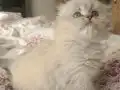 SAFKAN BRİTİSH ERKEK