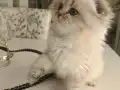 SAFKAN BRİTİSH ERKEK