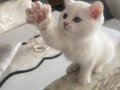 SAFKAN BRİTİSH ERKEK