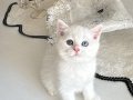 SAFKAN BRİTİSH ERKEK