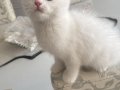 SAFKAN BRİTİSH ERKEK
