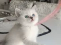 SAFKAN DİŞİ BEBEK