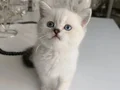 SAFKAN DİŞİ BEBEK