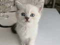 SAFKAN DİŞİ BEBEK