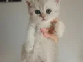 SAFKAN DİŞİ ERKEK BEBEKLER
