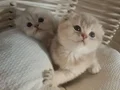 SAFKAN DİŞİ ERKEK BEBEKLER