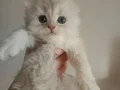 SAFKAN DİŞİ ERKEK BEBEKLER