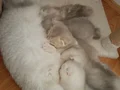 SAFKAN DİŞİ ERKEK BEBEKLER