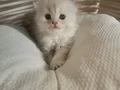 SAFKAN DİŞİ ERKEK BEBEKLER