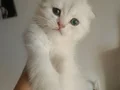 SAFKAN DİŞİ ERKEK BEBEKLER